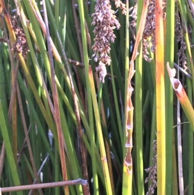 Machaerina articulata (Jointed Twig-rush) at O'Malley, ACT - 15 May 2021 by JaneR