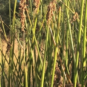 Machaerina articulata at O'Malley, ACT - 15 May 2021