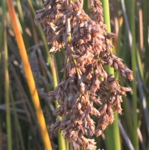 Machaerina articulata at O'Malley, ACT - 15 May 2021