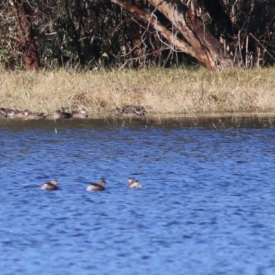 Tachybaptus novaehollandiae (Australasian Grebe) at Splitters Creek, NSW - 15 May 2021 by KylieWaldon