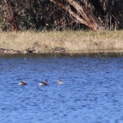 Tachybaptus novaehollandiae (Australasian Grebe) at Splitters Creek, NSW - 15 May 2021 by Kyliegw