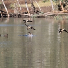 Anas gracilis (Grey Teal) at Albury - 15 May 2021 by KylieWaldon