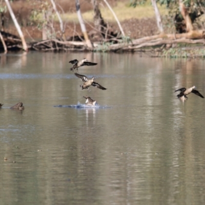 Anas gracilis (Grey Teal) at Splitters Creek, NSW - 14 May 2021 by Kyliegw