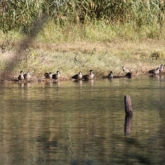 Anas gracilis at Albury - 15 May 2021 09:30 AM