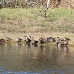 Anas gracilis at Albury - 15 May 2021