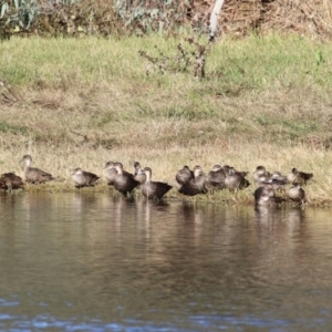 Anas gracilis at Albury - 15 May 2021 09:30 AM