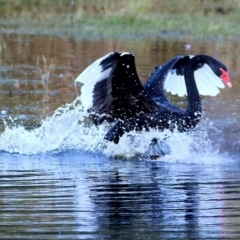Cygnus atratus (Black Swan) at Splitters Creek, NSW - 14 May 2021 by Kyliegw