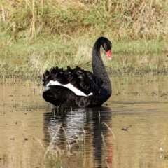 Cygnus atratus at Albury - 15 May 2021