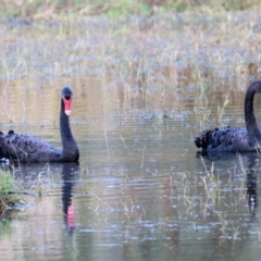 Cygnus atratus at Albury - 15 May 2021 09:01 AM