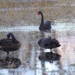 Cygnus atratus at Albury - 15 May 2021