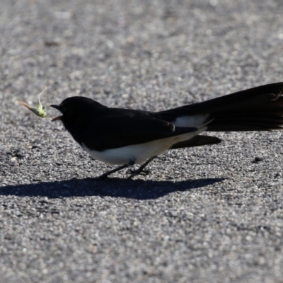 Rhipidura leucophrys (Willie Wagtail) at Isabella Pond - 15 May 2021 by RodDeb