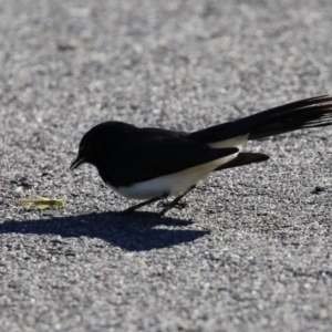 Rhipidura leucophrys at Monash, ACT - 15 May 2021