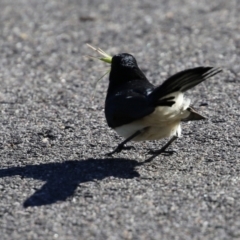 Rhipidura leucophrys at Monash, ACT - 15 May 2021