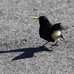 Rhipidura leucophrys at Monash, ACT - 15 May 2021