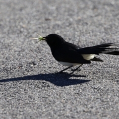 Rhipidura leucophrys at Monash, ACT - 15 May 2021