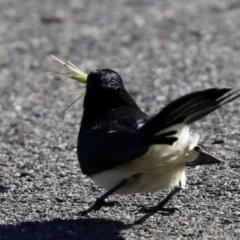 Conocephalus sp. (genus) at Monash, ACT - 15 May 2021