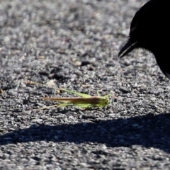 Conocephalus sp. (genus) at Monash, ACT - 15 May 2021