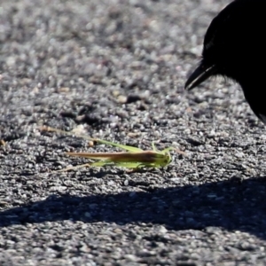 Conocephalus sp. (genus) at Monash, ACT - 15 May 2021