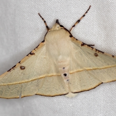 Oenochroma pallida (Pale Wine Moth) at Melba, ACT - 17 Dec 2020 by Bron