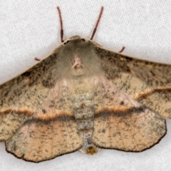 Antictenia punctunculus (A geometer moth) at Melba, ACT - 17 Dec 2020 by Bron