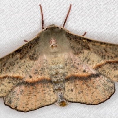 Antictenia punctunculus (A geometer moth) at Melba, ACT - 17 Dec 2020 by Bron