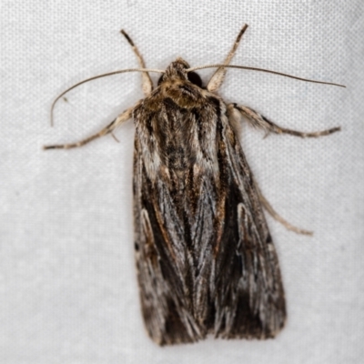 Persectania ewingii (Southern Armyworm) at Melba, ACT - 16 Dec 2020 by Bron