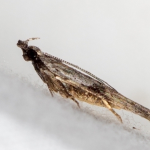 Anarsia molybdota at Melba, ACT - 17 Dec 2020