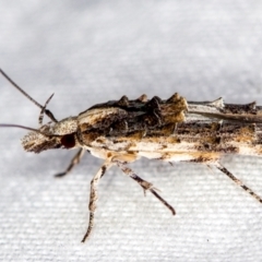 Leptozestis and Trachydora (genera) (A cosmet moth) at Melba, ACT - 17 Dec 2020 by Bron