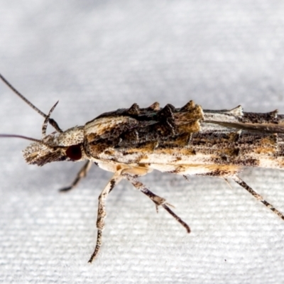 Leptozestis and Trachydora (genera) (A cosmet moth) at Melba, ACT - 16 Dec 2020 by Bron