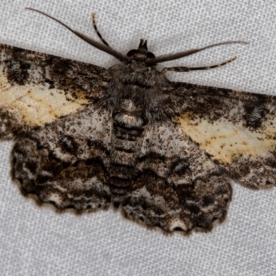 Cleora (genus) (A Looper Moth) at Melba, ACT - 16 Dec 2020 by Bron