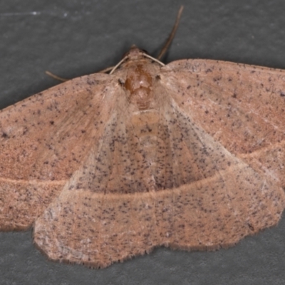 Idiodes apicata (Bracken Moth) at Melba, ACT - 16 Dec 2020 by Bron
