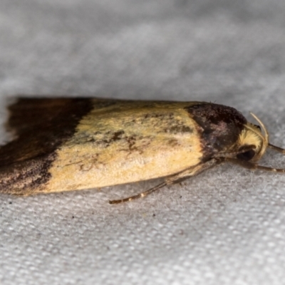 Eulechria heliophanes (A Concealer moth) at Melba, ACT - 16 Dec 2020 by Bron