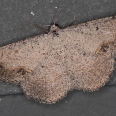 Taxeotis intextata (Looper Moth, Grey Taxeotis) at Melba, ACT - 17 Dec 2020 by Bron