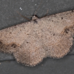Taxeotis intextata (Looper Moth, Grey Taxeotis) at Melba, ACT - 16 Dec 2020 by Bron