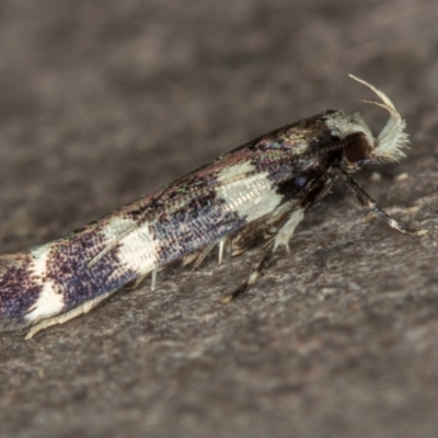 Limnaecia chionospila (Cosmopterigid) at Melba, ACT - 17 Dec 2020 by Bron