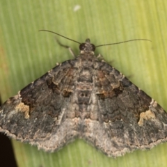 Epyaxa sodaliata (Sodaliata Moth, Clover Moth) at Melba, ACT - 17 Dec 2020 by Bron