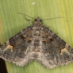 Epyaxa sodaliata at Melba, ACT - 17 Dec 2020