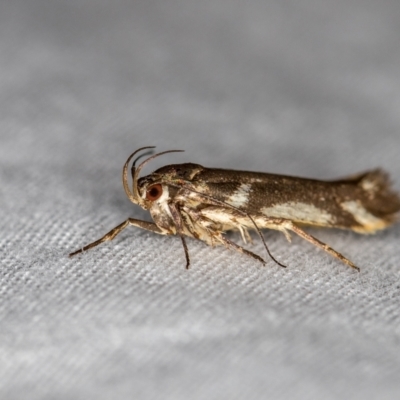 Macrobathra heminephela (Silver Wattle Moth) at Melba, ACT - 17 Dec 2020 by Bron