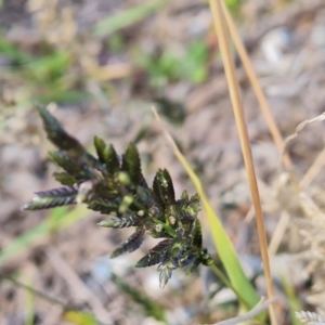 Eragrostis cilianensis at Mawson, ACT - 15 May 2021 11:17 AM