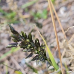 Eragrostis cilianensis (Stinkgrass) at Mawson Ponds - 15 May 2021 by Mike