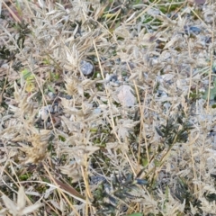 Eragrostis cilianensis at Mawson, ACT - 15 May 2021 11:17 AM