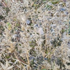 Eragrostis cilianensis at Mawson, ACT - 15 May 2021