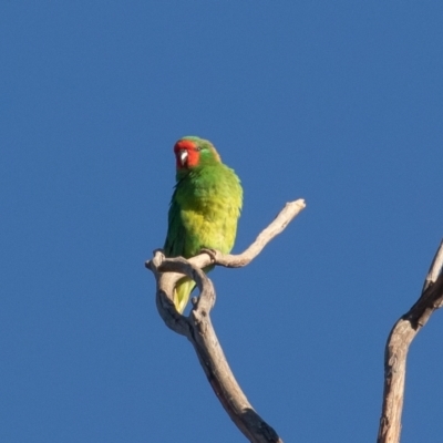 Parvipsitta pusilla (Little Lorikeet) at Hackett, ACT - 15 May 2021 by rawshorty