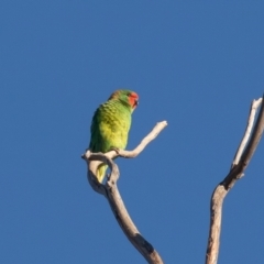 Parvipsitta pusilla at Hackett, ACT - 16 May 2021 09:49 AM