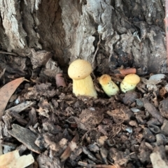 Gymnopilus junonius (Spectacular Rustgill) at Hughes Garran Woodland - 12 May 2021 by ebristow