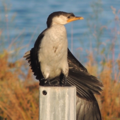 Microcarbo melanoleucos (Little Pied Cormorant) at Monash, ACT - 4 Mar 2021 by MichaelBedingfield