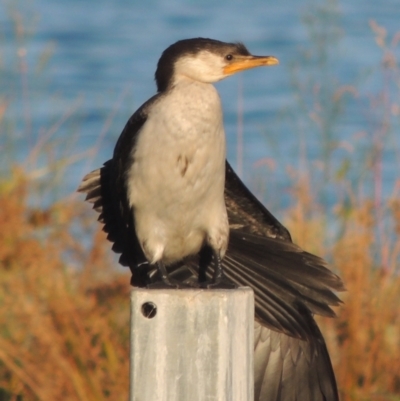 Microcarbo melanoleucos (Little Pied Cormorant) at Tuggeranong Creek to Monash Grassland - 4 Mar 2021 by michaelb