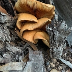 Gymnopilus junonius (Spectacular Rustgill) at Red Hill to Yarralumla Creek - 8 May 2021 by ebristow