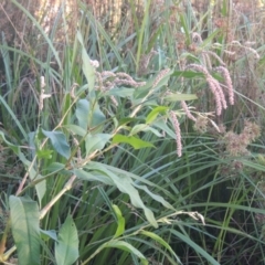 Persicaria lapathifolia (Pale Knotweed) at Isabella Pond - 4 Mar 2021 by michaelb