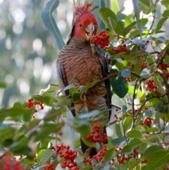 Callocephalon fimbriatum (Gang-gang Cockatoo) at Federal Golf Course - 9 May 2021 by ebristow